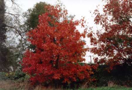 Red Oaks in Full Leaf at Birlingham F Stephens