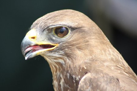 Eagle 27 July 2008